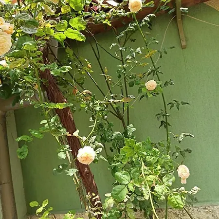 ,, Ekaterina